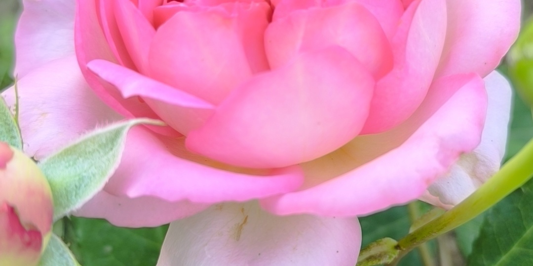 Мои розы первогодки