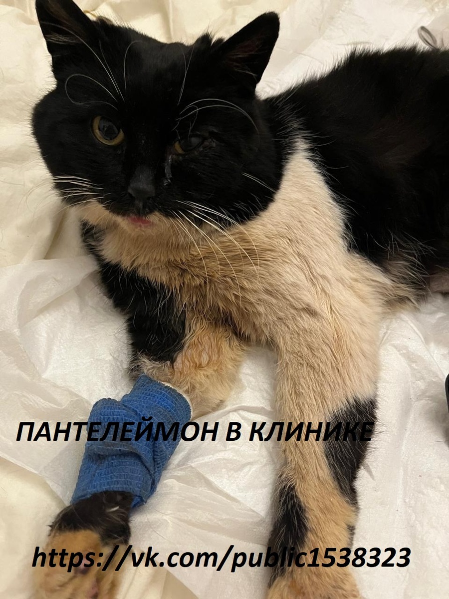 Помогите пожалуйста мне за лечение, кастрацию, вакцинацию! 🙏💖