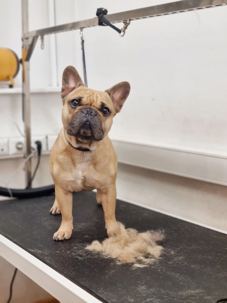 Лео скинул шубку