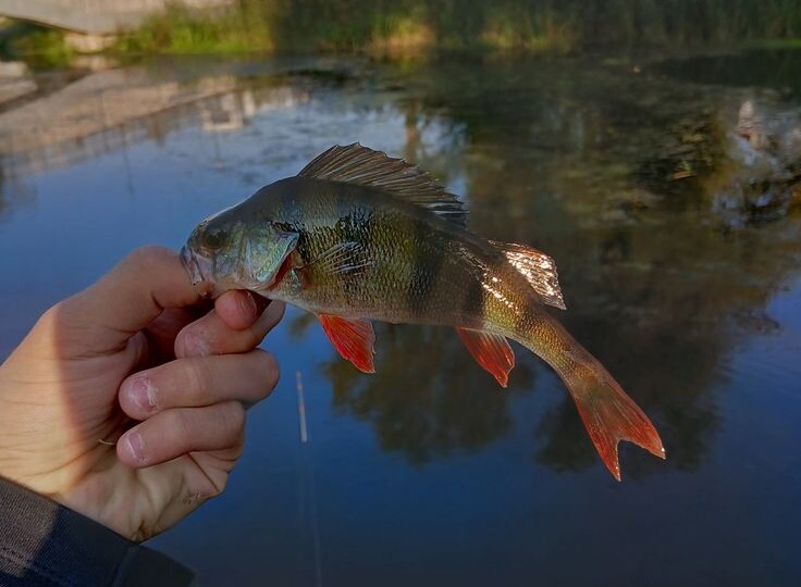 Два окунька за три часа, потом дождик и поплавок запрыгал: почему моросящий дождь — лучший друг рыбака.