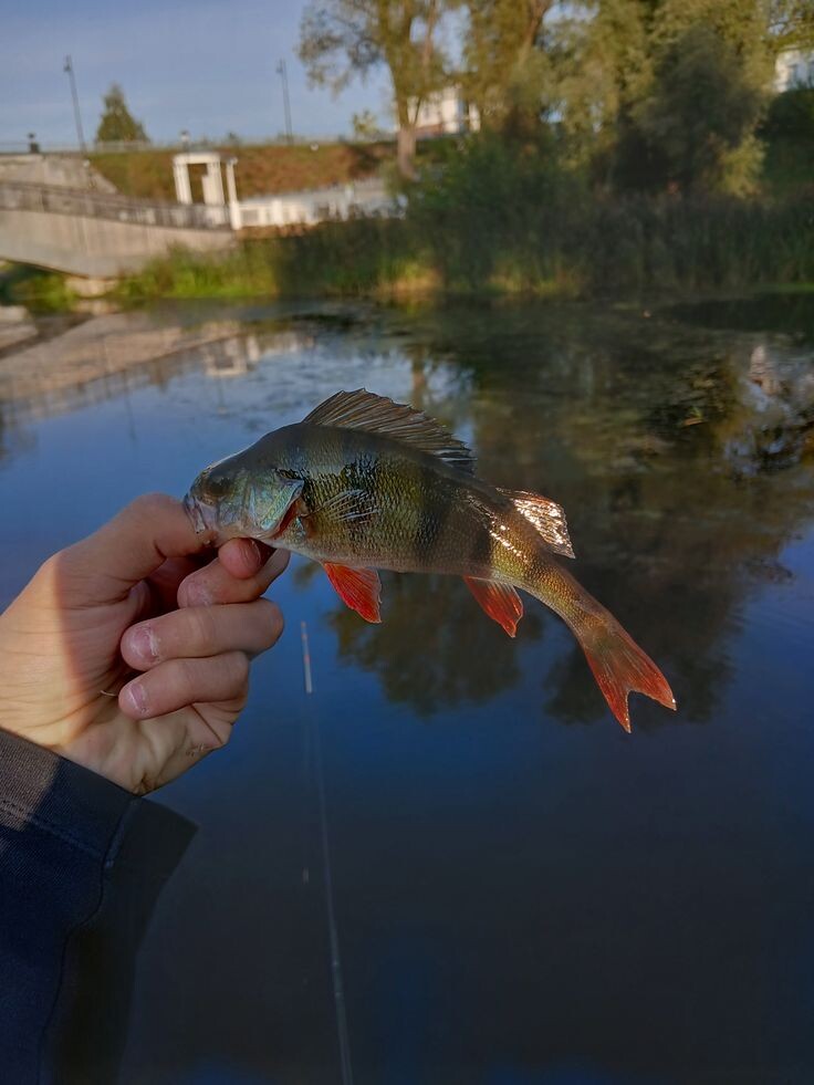 Два окунька за три часа, потом дождик и поплавок запрыгал: почему моросящий дождь — лучший друг рыбака