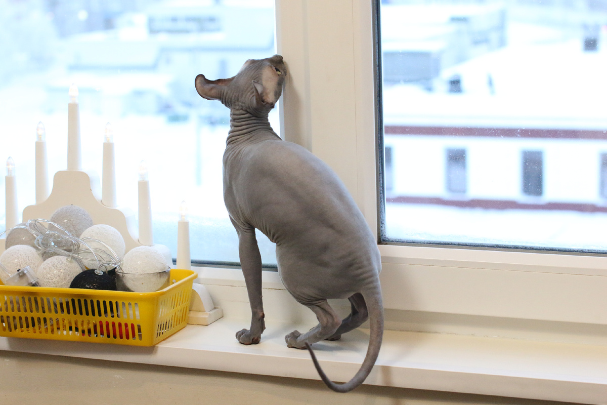 Хвост отображает интерес: какое интересное окно, а если на него прыгнуть как дома, дотянусь до веревочек?