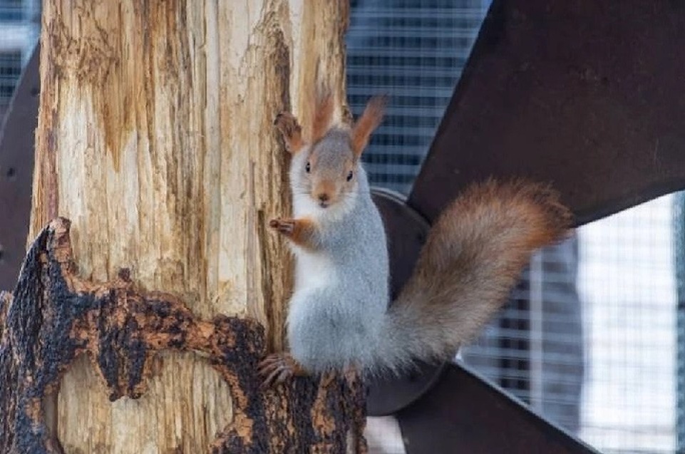   Коты притесняют белок в курортном парке Железноводска. Михаил ФРОЛОВ