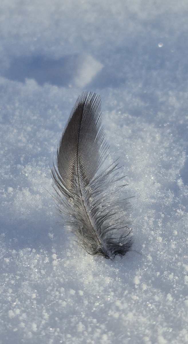 просто перышко на телефон