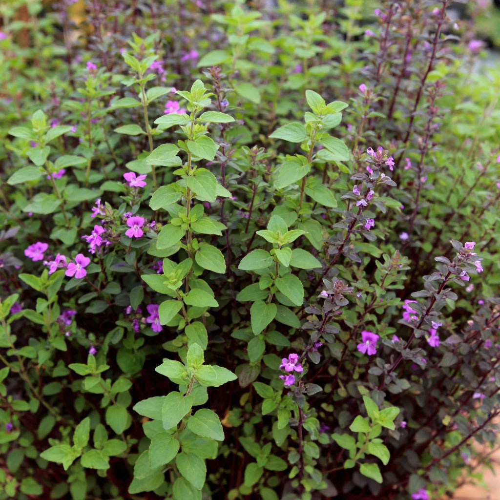 Пряно-вкусовые культуры