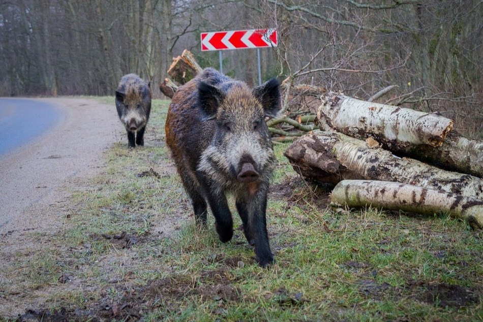 С виду — лесной зверь, а по документам — «государственная собственность» ценой в 40 000 рублей за голову. И за эту собственность спросят строго.