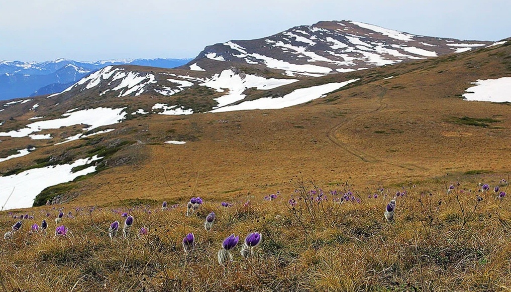 Снежники и первоцветы на склонах гор.