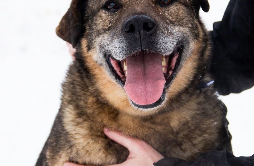 Мишаня искал доброту — и нашел её в приюте. Он должен стать следующим, кто поедет ДОМОЙ!