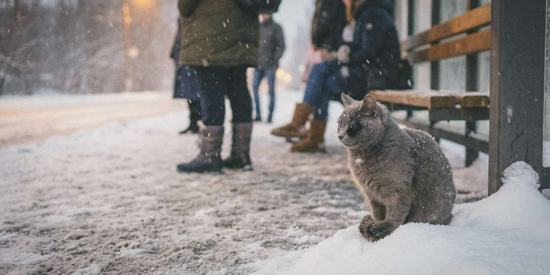 Серая кошка каждый вечер ждала на остановке один единственный автобус