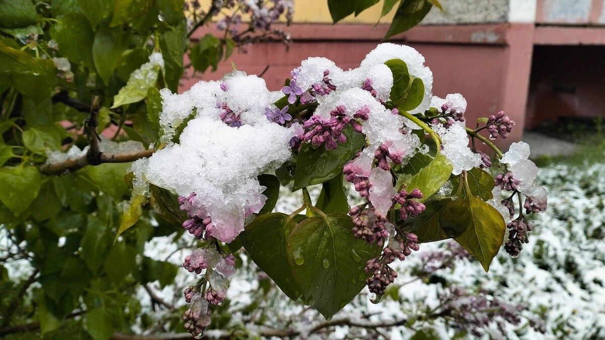   Россиянам все чаще кажется, что сезоны и климатические пояса смешались   1MI