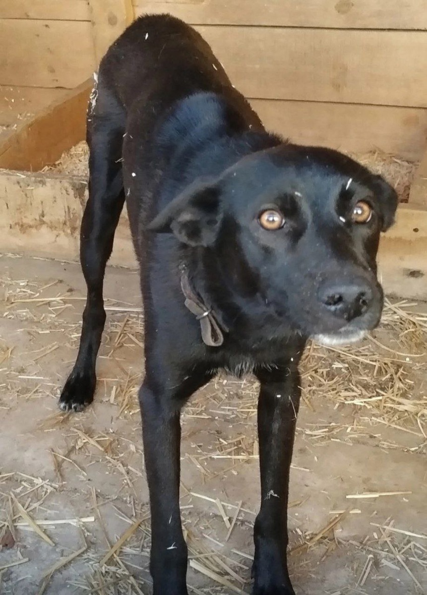 Умный, добрый, молодой пёсик, спасён из отлова. Ему тяжело жить в приюте зимой, у него нет пушистой шубки и он мёрзнет.Пёсик был домашний, в отлов попал в ошейниен, но хозяева его не ищут. У пёсика хороший характер, будет прекрасным домашним питомцем, не пропустите