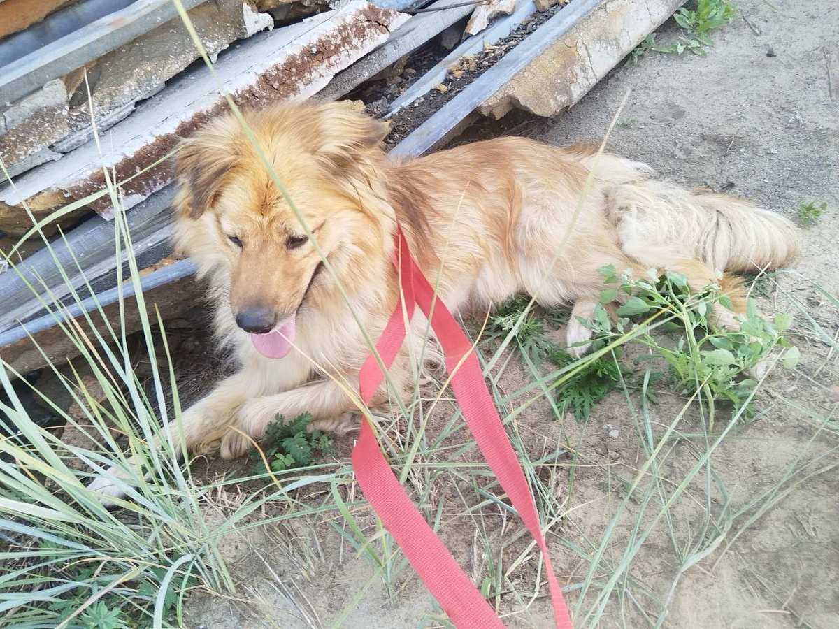 Девица-красавица с мягкой шёрсткой и яркими глазами. Малышке примерно 2-3 года, небольшого размера, контактная, ласковая, но ей надо немного времени, чтобы привыкнуть к новым людям, если понравилась, задавайте вопросы, есть нщё много фото и видео.