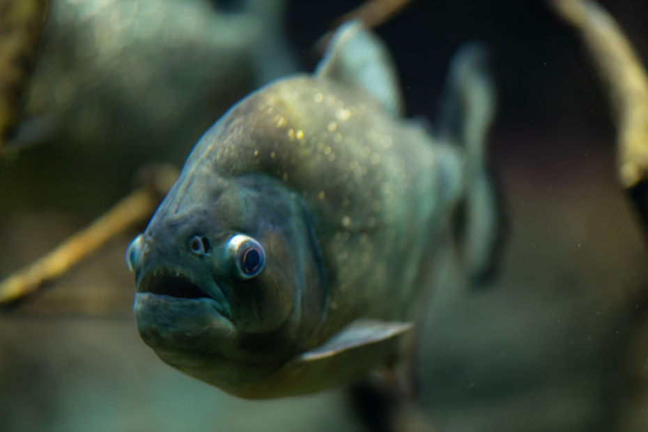    Shutterstock/FOTODOM