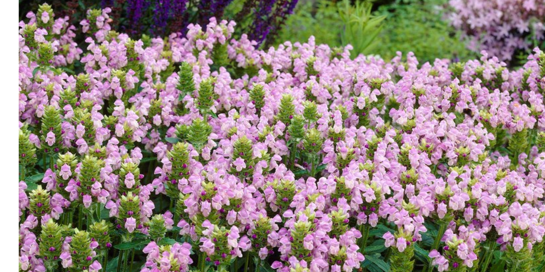 Только эти цветы посажу в 2026 году. 3 неприхотливых многолетника, цветущих все лето в саду