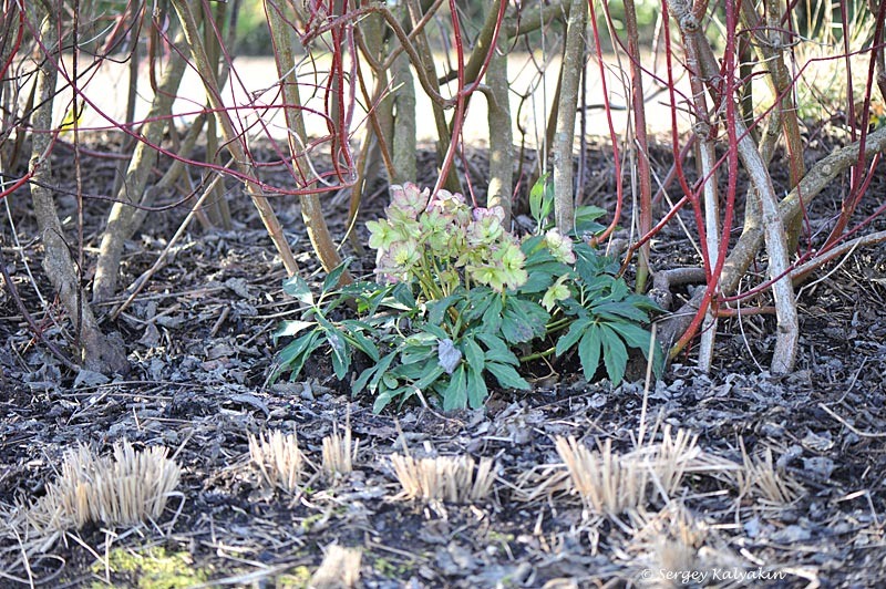 2. Морозник черный