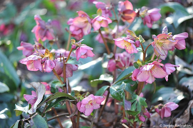 1. Розовый морозник