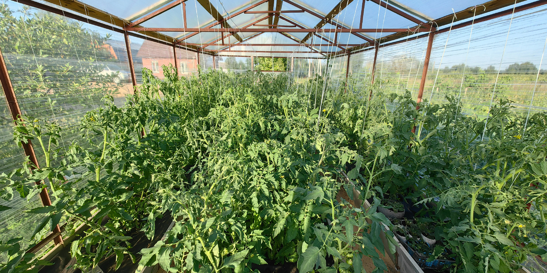 Теплица из стрейч-пленки. Идем на пятый сезон!