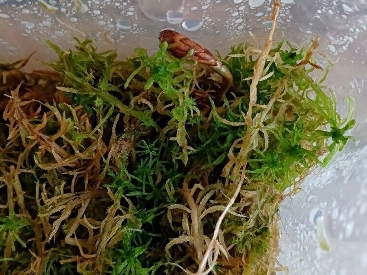 Февральские посевы - это не спешка, а точный расчёт. В эти дни на подоконнике рождается будущий цветник, и каждая мелочь, свет, почва, температура, играет роль.. Фото: Татьяна Кучумова