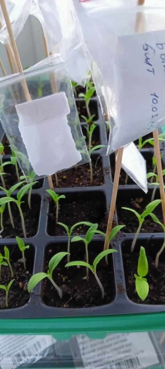     В это время сеют культуры с длинным и медленным развитием. Эустома, бегония вечноцветущая и вербена бонарская относятся именно к таким растениям. Фото: Татьяна Кучумова