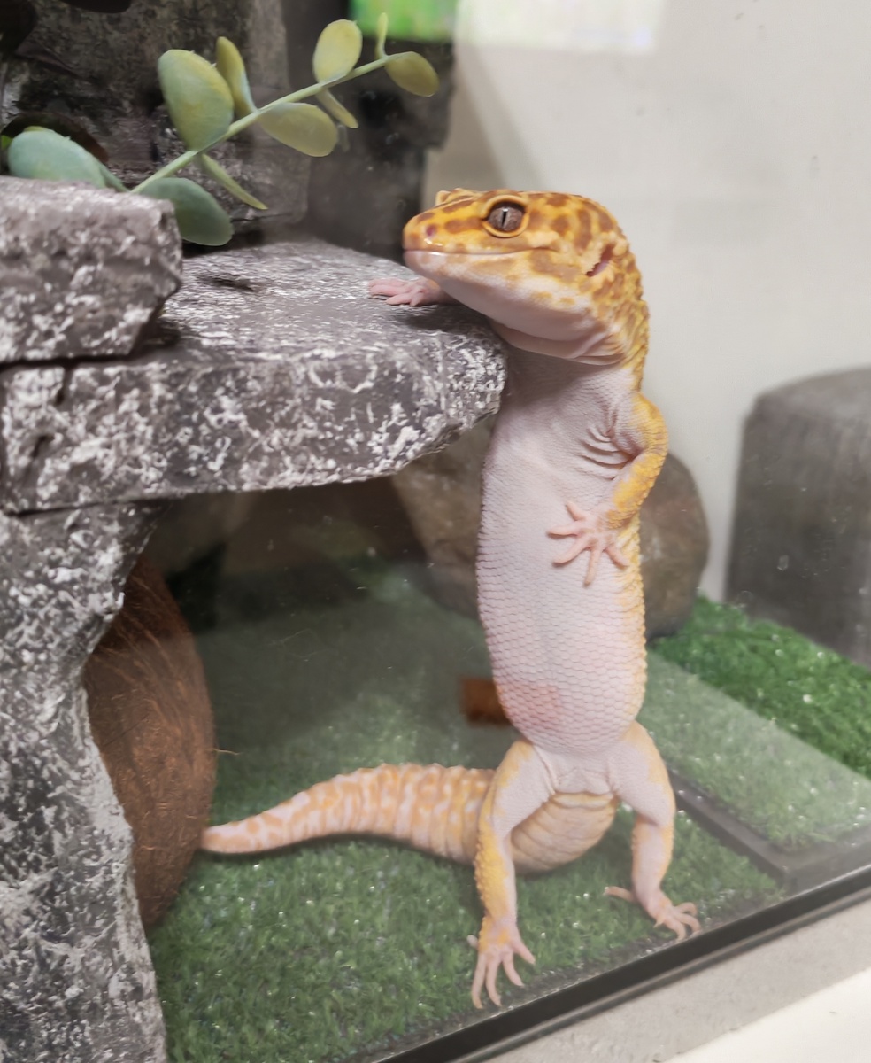 Знакомьтесь, Кузя