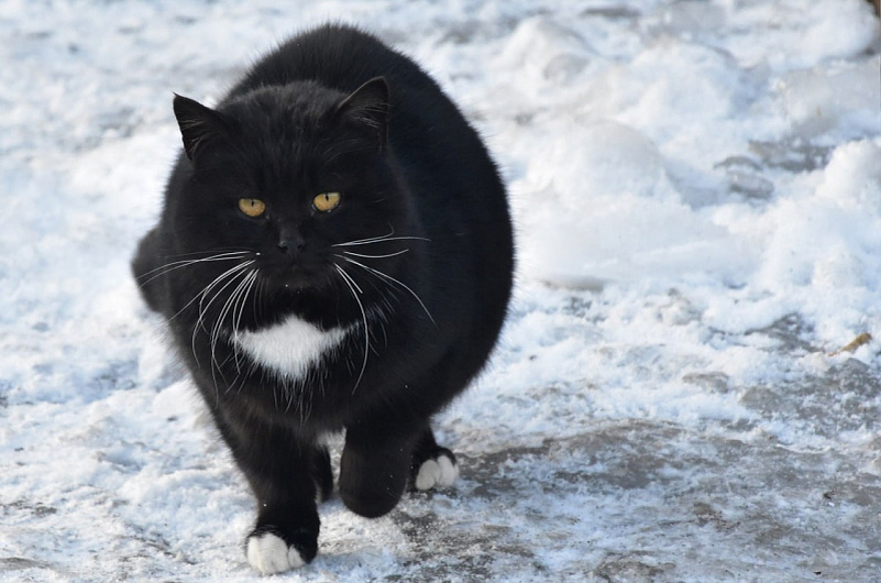 Администрация Елизовского района