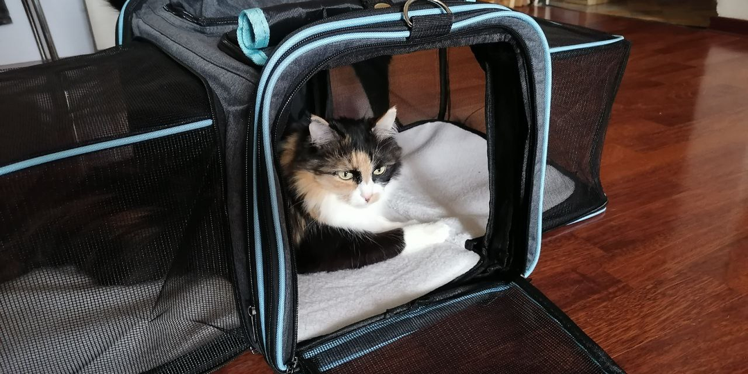 Кошки готовятся к переезду