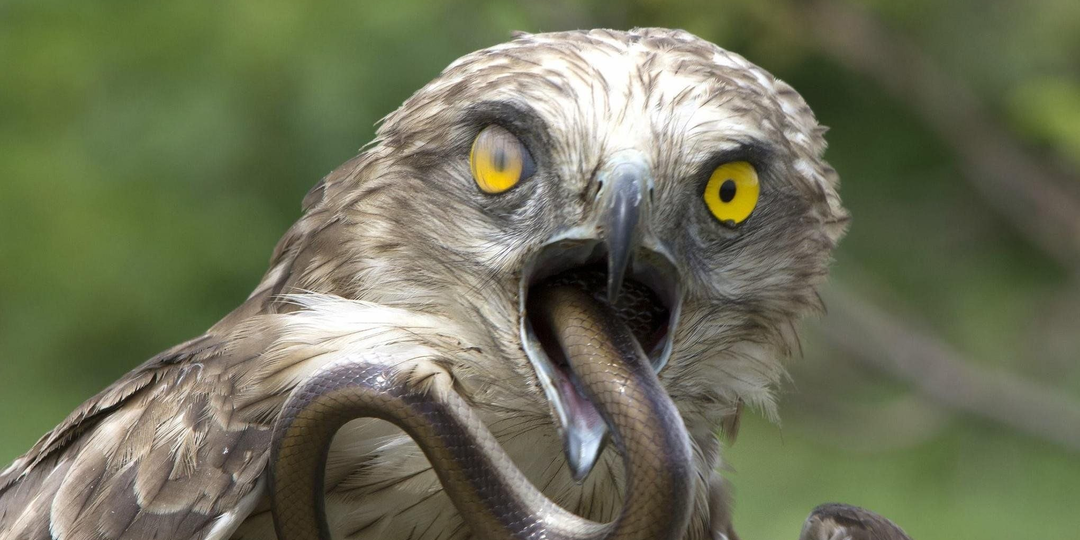 Змееяд: Убийца самых ядовитых змей. Без страховки. Одна ошибка — смерть