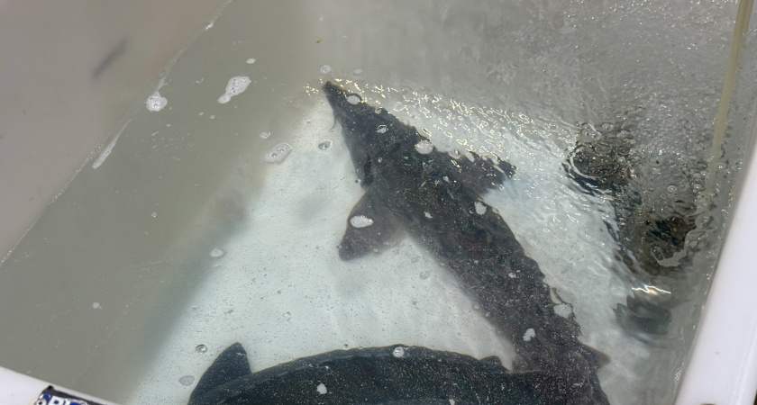    Фото: progorod43.ru