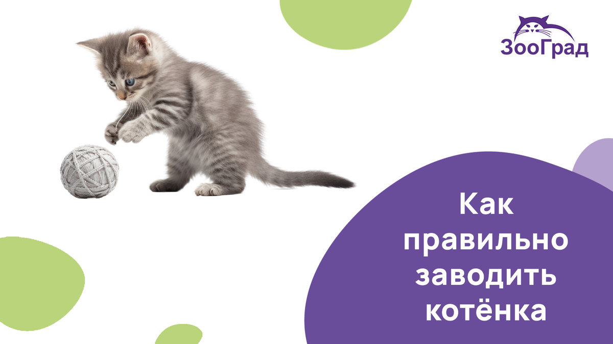 Котёнок - это не игрушка.