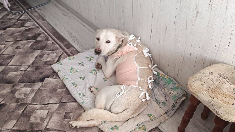 🙏 Умка: Шанс на спокойную жизнь для уличной собаки 🙏