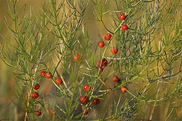 Плоды спаржи