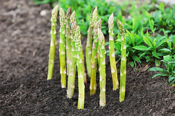 Побеги спаржи
