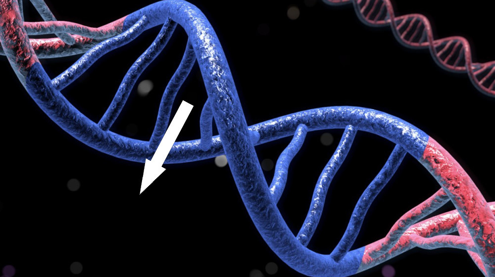   Наша ДНК хранила тайну века и теперь её раскрыли
