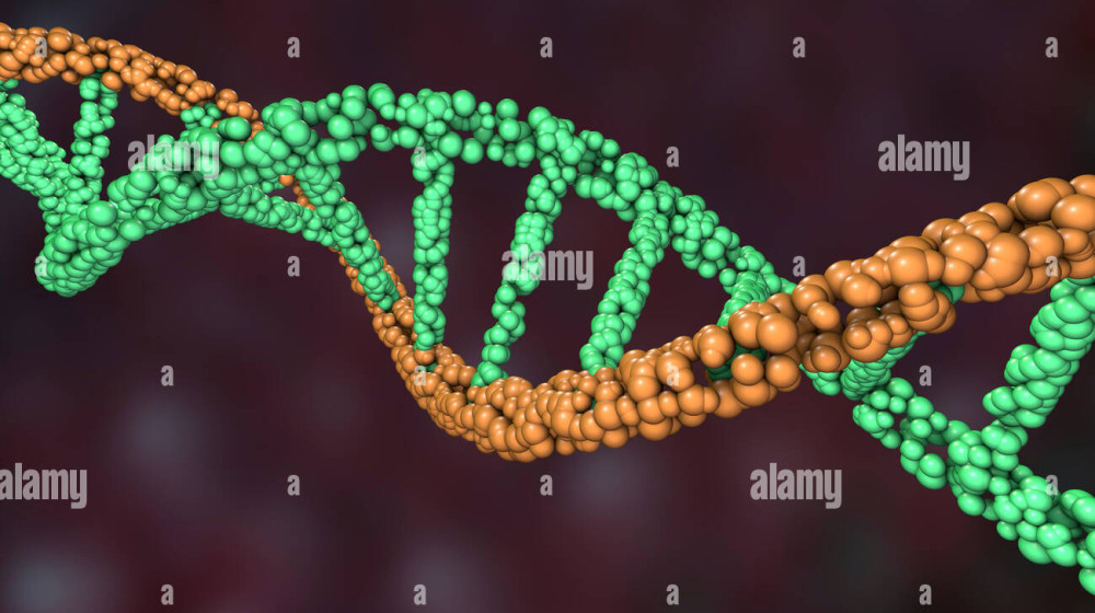    Наша ДНК хранила тайну века и теперь её раскрыли