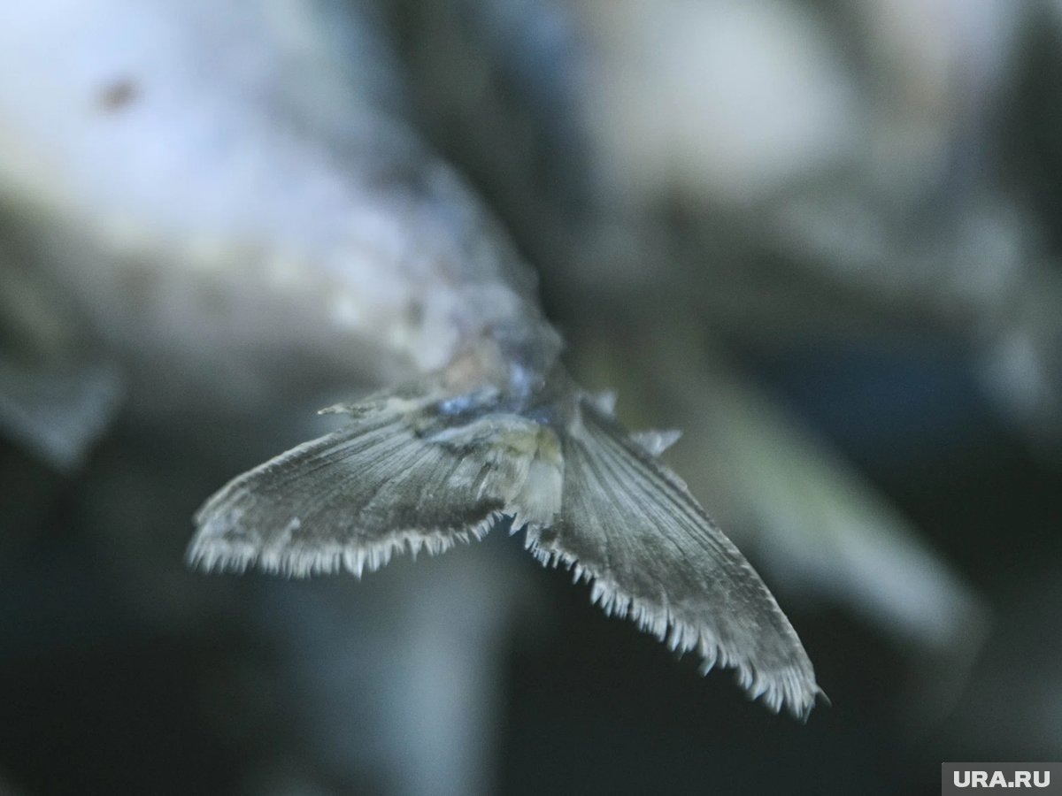     Минтай является уникальным источником белка, так как его не выращивают искусственно