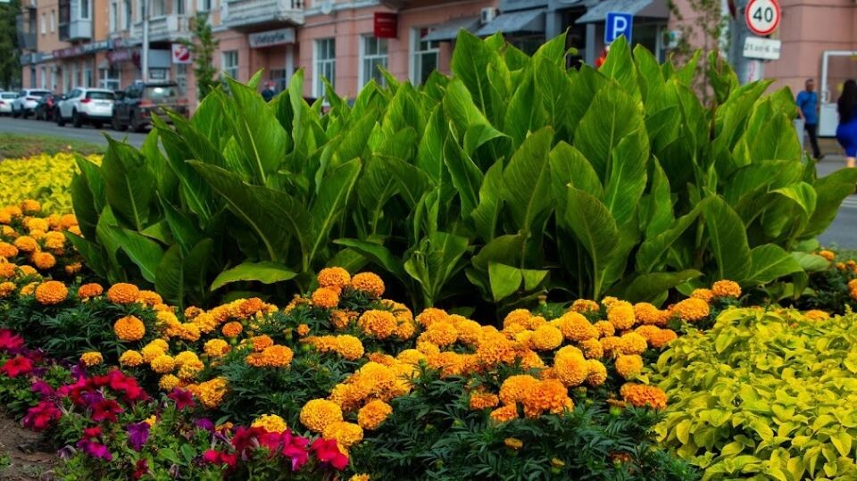    Барнаульские клумбы. Источник: Дарья Тяжина