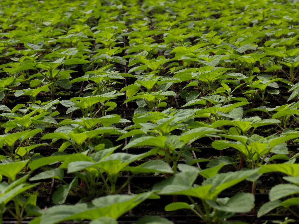 Фото: Андрей Максимов