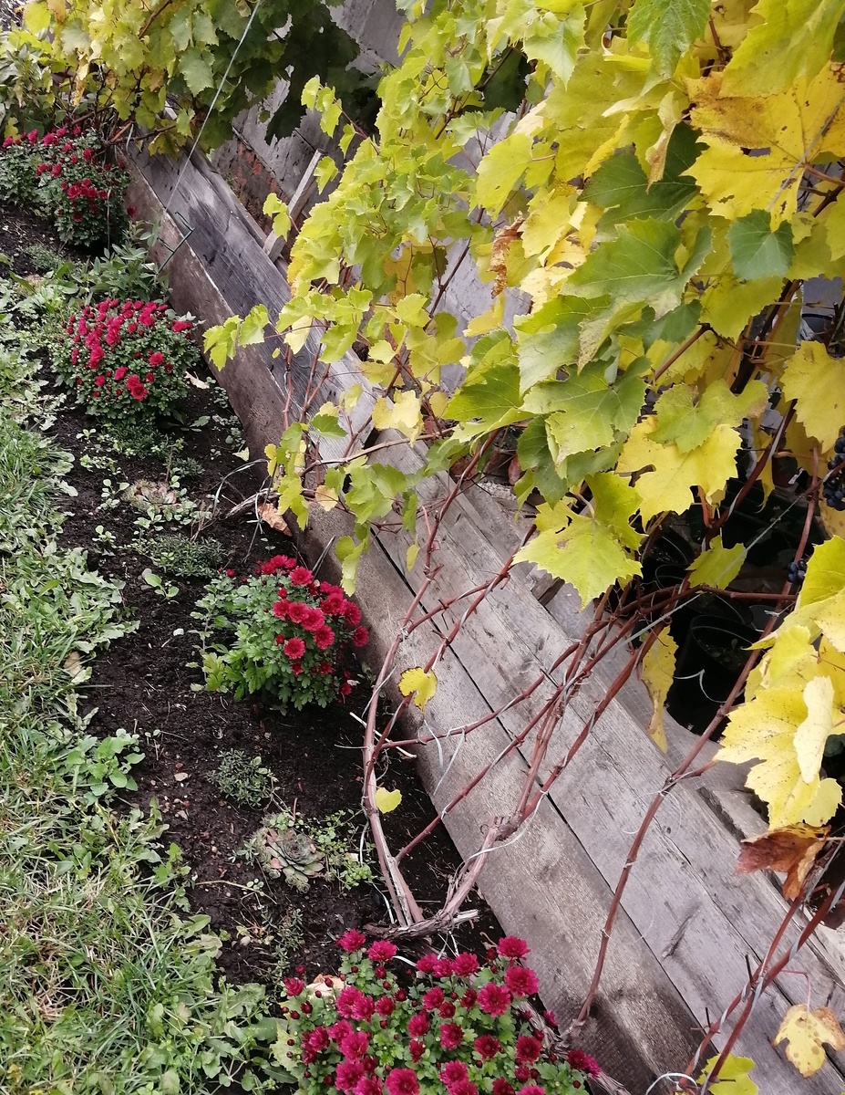 Виноград. После сбора урожая 2022г