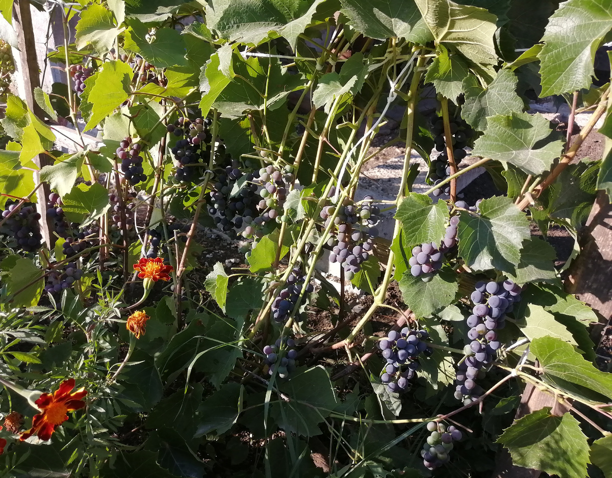 Виноград Кодрянка. Лето 2025г