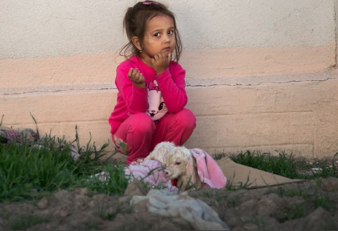 Два ягненка вышли погулять.