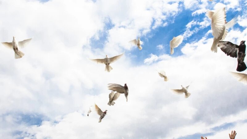     Запуск голубей. Анна Зайкова