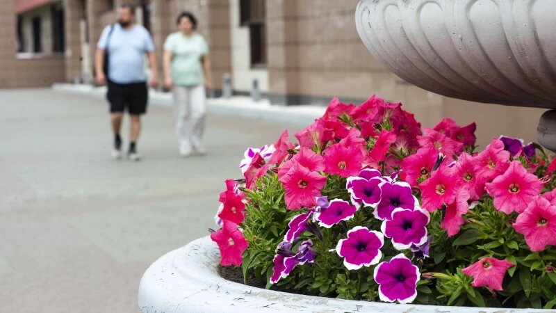     Цветы В Барнауле Анна Зайкова