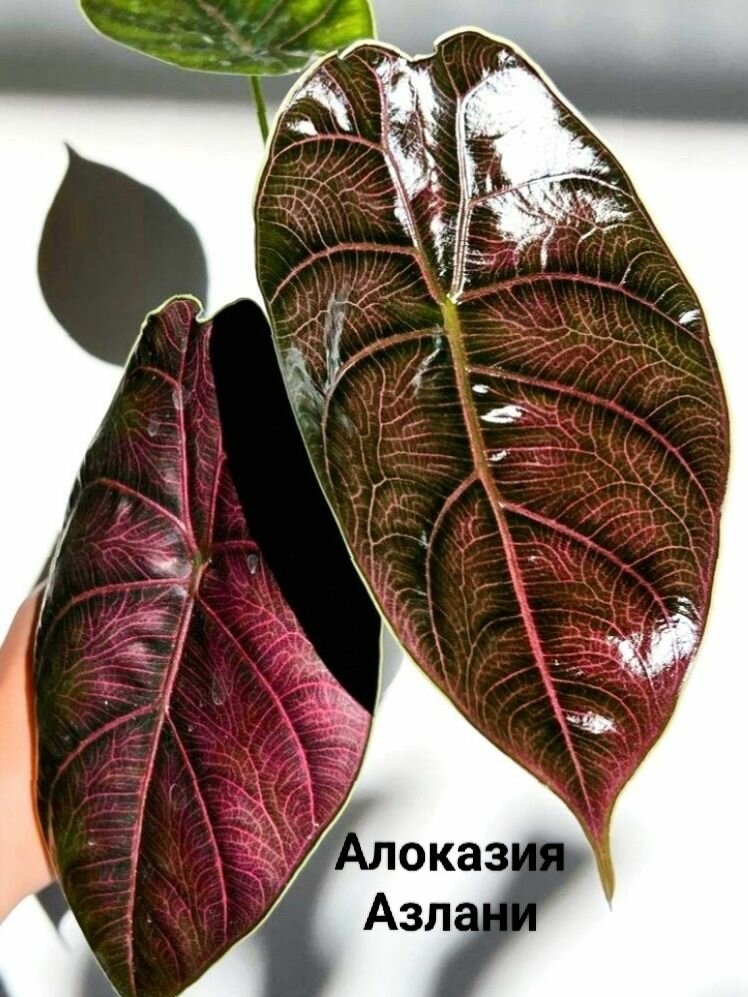 Фото нет. Ну как можно было не влюбиться? 