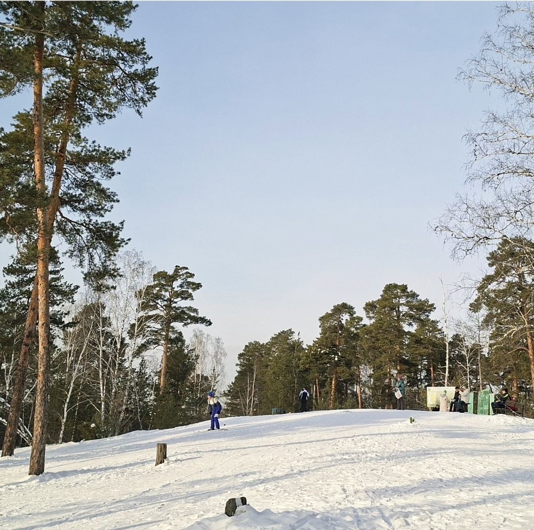 В лес на лыжах