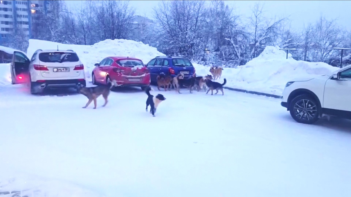    Жители Советского района встревожены из-за «собачьих свадеб»