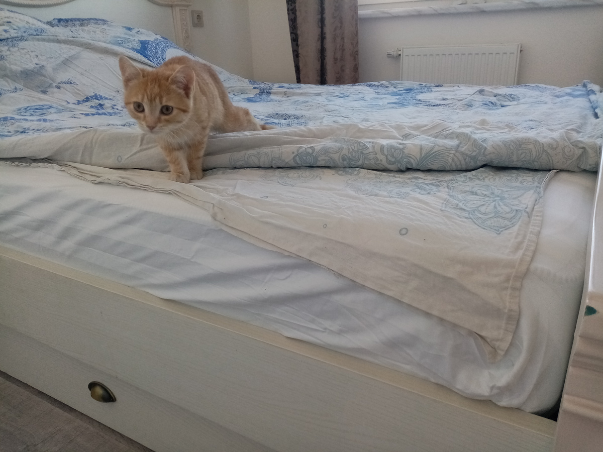 Кошка Добрыня помогает застилать постель