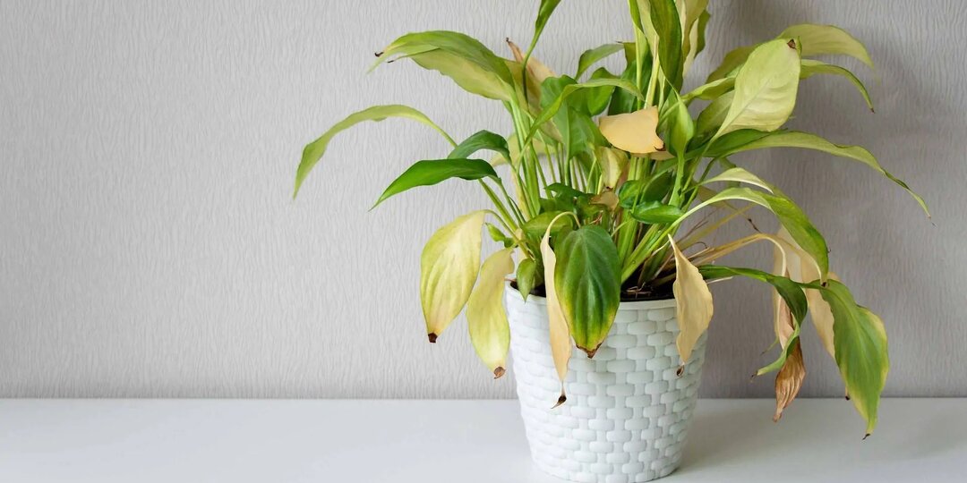 Почему у спатифиллума желтеют листья, сохнут кончики? Что делать?