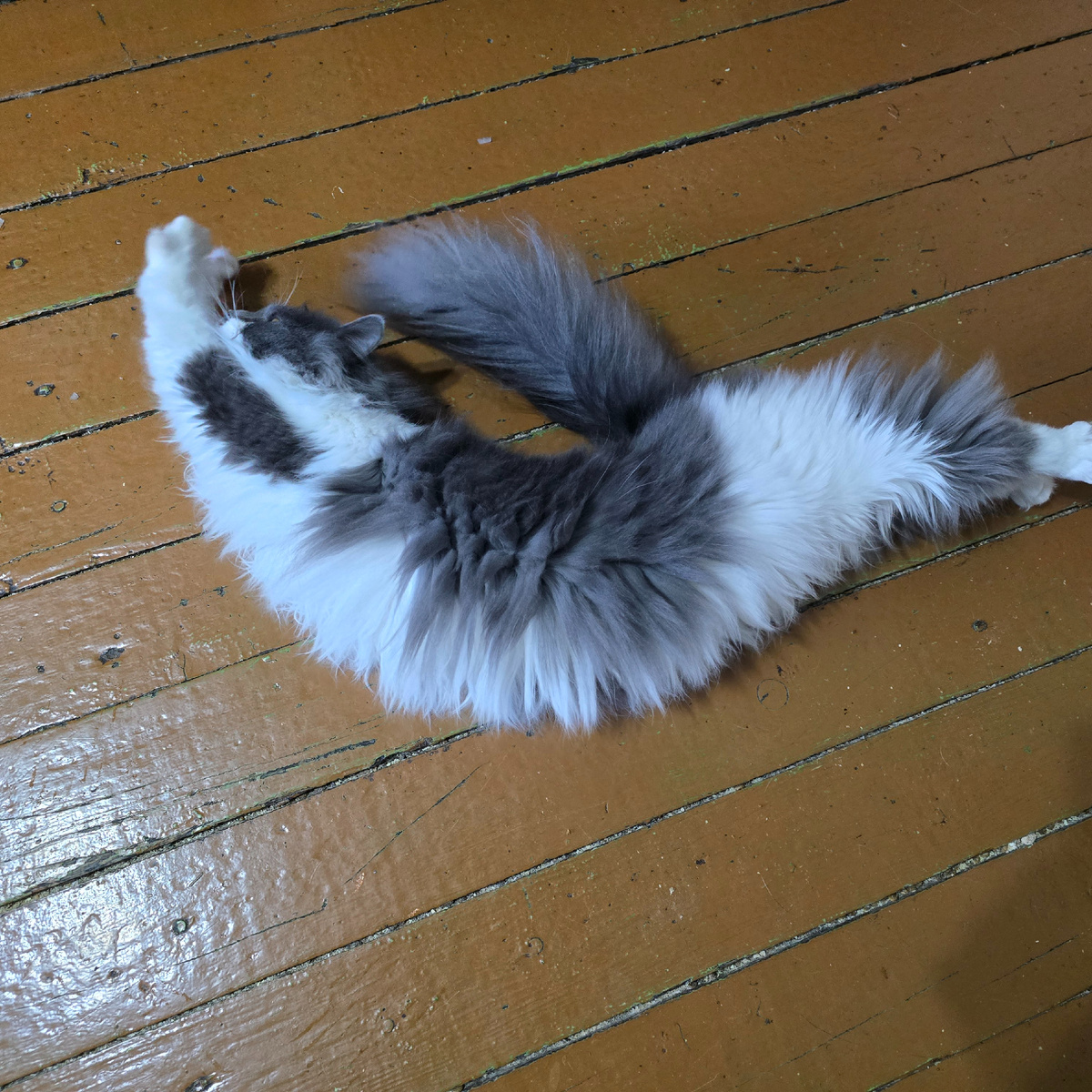 пушистая балерина в невероятной позе потягушек