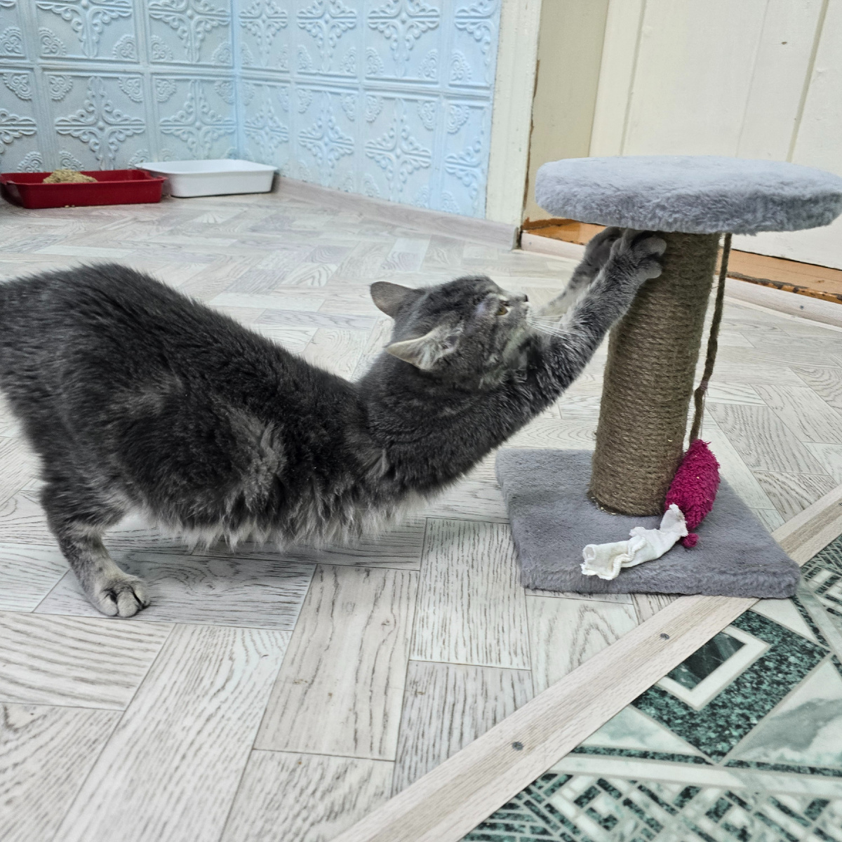 полосатая гимнастка демонстрирует идеальную растяжку