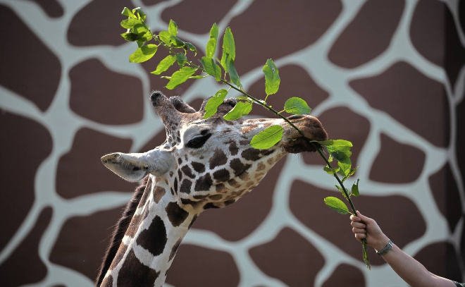    © Пресс-служба Ленинградского зоопарка